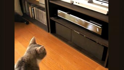 DVDレコーダーを見つめる猫