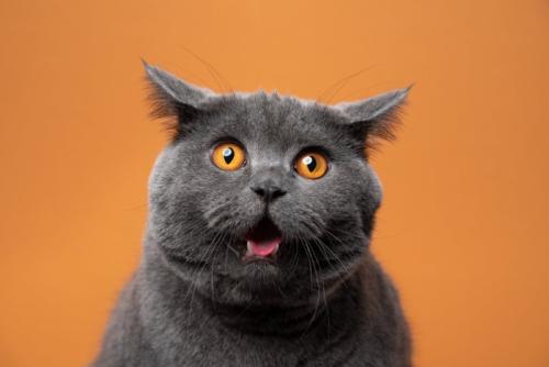 驚くグレーの猫
