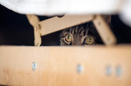 ソファに隠れる猫