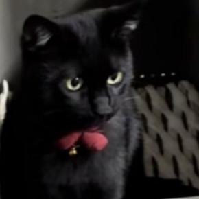 箱の中に入る『ぬいぐるみのように可愛い黒猫』→近づいてみると…尊い光景が58万再生「可愛すぎてよだれ出た」「アニメに出てきそう」