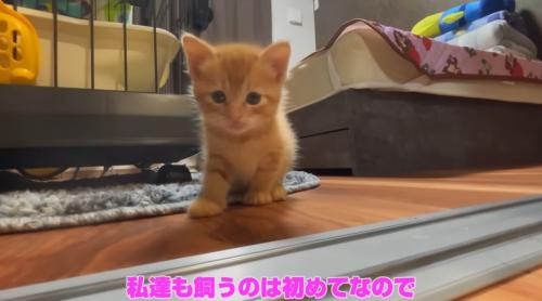 フローリングにいる子猫