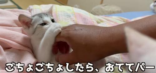 お腹をなでながら手にじゃれつく子猫（こちょこちょしたら、おててパー）