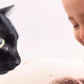 赤ちゃんのことが大好きな猫→いつもそばにいて…あまりにも尊い『相思相愛な光景』に「本当にすごい」「ずっと仲良しでいてほしい」と反響