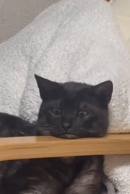 くつろぐジジちゃん