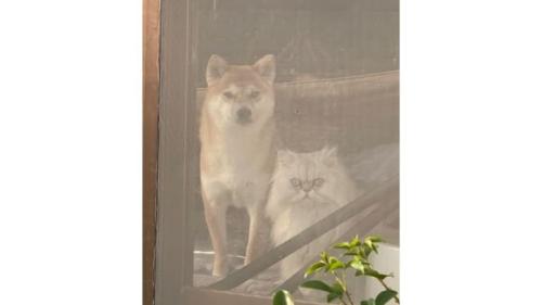 外を眺めている猫と犬
