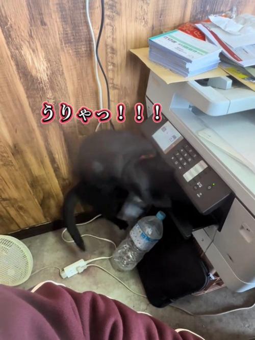 コピー機に飛びかかる猫