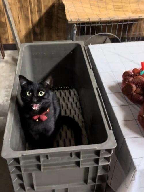 鳴く猫