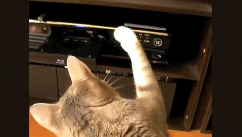DVDレコーダーにパンチする猫