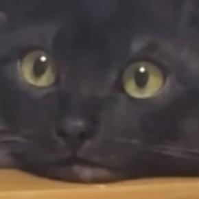 椅子で休んでいた猫の前で『おもちゃを動かした』結果→表情が…衝撃の光景が50万再生「見たことない顔してるｗ」「まじで人間みたいｗ」
