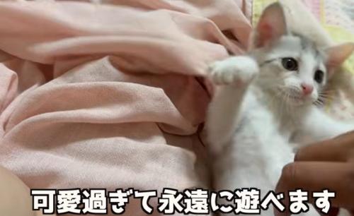 両手を広げる子猫（可愛すぎて永遠に遊べます）