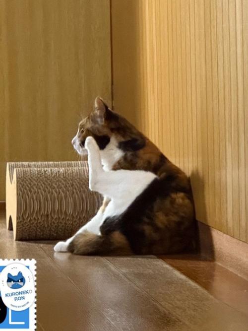 お座りする猫