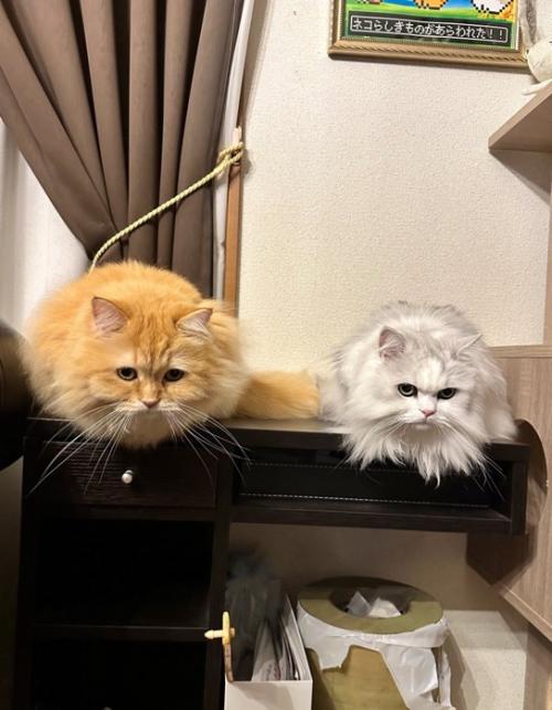 並ぶ2匹の猫