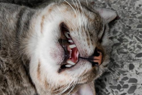 上を向いて寝ているサバトラ柄の猫の顔