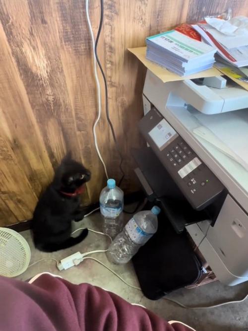 コピー機を見る猫