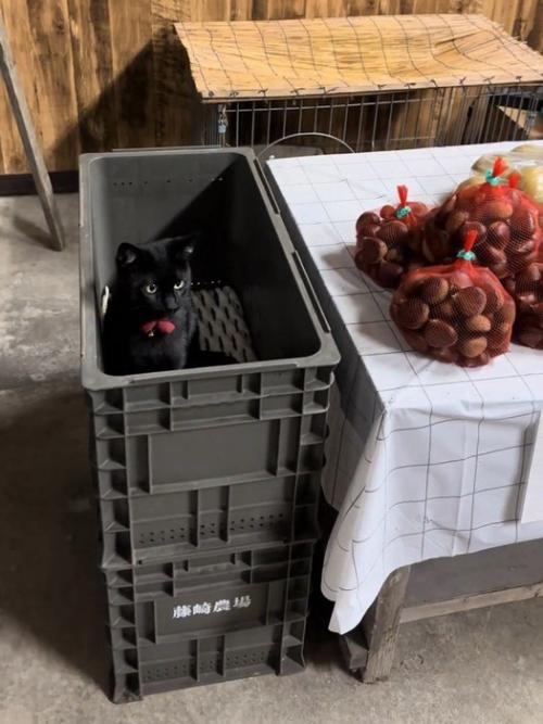 コンテナの中にいる黒猫
