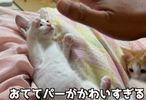 両手を広げる子猫（おててパーがかわいすぎる）
