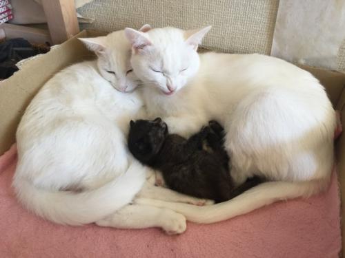 寄り添う2匹の白猫と真ん中で守られているサビ猫の子猫
