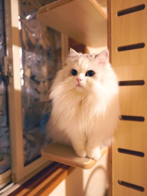 キャットタワーに座る猫