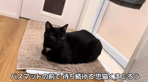 お風呂マットの上にいる猫