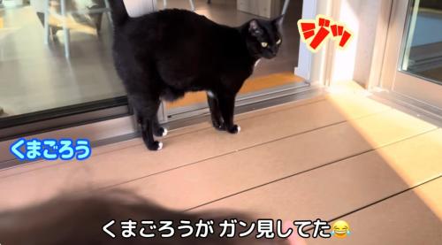 赤ちゃんを見ている猫