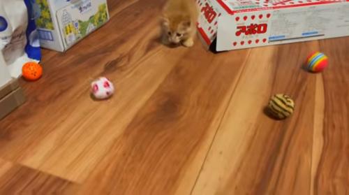たくさんのボールで遊ぶ子猫
