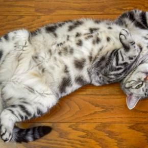 猫の『お腹の柄』に関する３つの知識　なぜ白い毛の子が多いの？隠されている意味とは