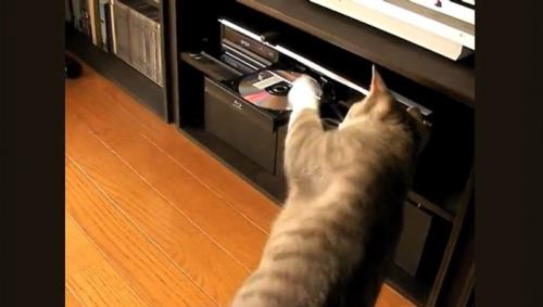 DVDレコーダーにパンチする猫