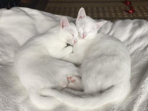 顔をくっつけて寄り添って眠る2匹の猫