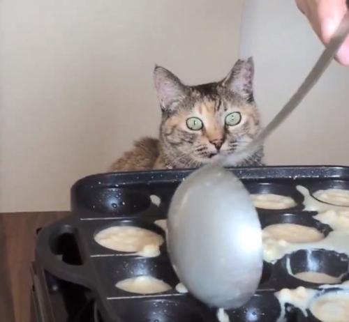 生地を流す様子を見るこむぎちゃん