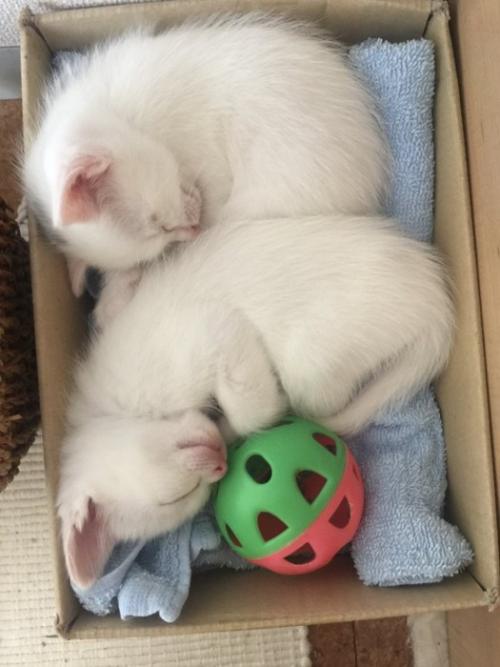 段ボール箱の中で縦並びで眠る猫