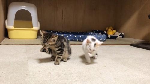毛づくろい