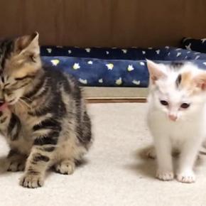 ケージ越しに会っていた子猫2匹→直接対面すると…とんでもなく尊い『まさかの光景』が74万再生「可愛いの暴力ｗ」「破壊力がやばい」と悶絶