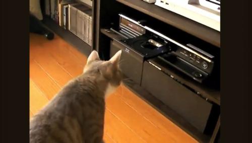 DVDレコーダーに近づく猫