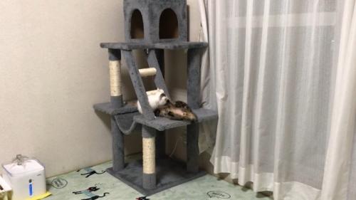 タワーでじゃれ合い