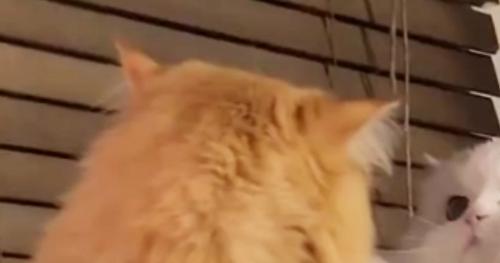 向かい合う2匹の猫