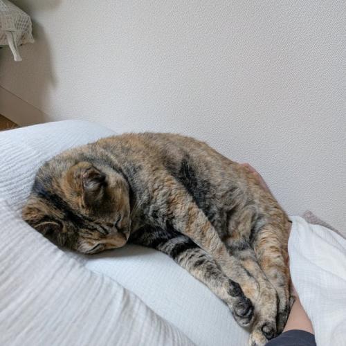飼い主さんとチャージし合うこむぎちゃん
