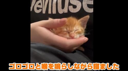 手の中で寝る子猫