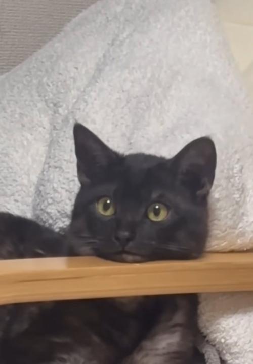 上を見る猫