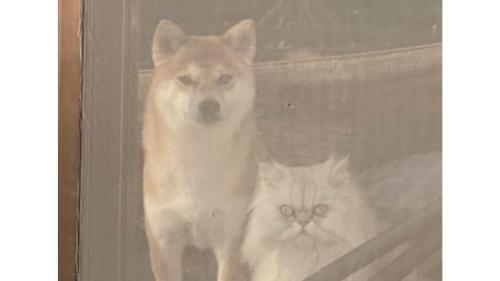 外を眺めている猫と犬