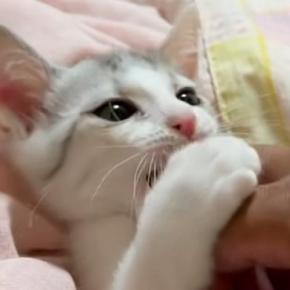 元気いっぱいな保護子猫→お腹を『こちょこちょ』して遊んでみると…『尊すぎる光景』に癒される人が続出「めちゃ可愛いｗ」「笑った」