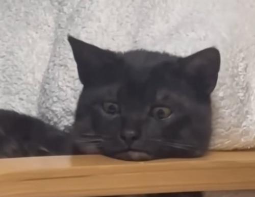目が人間っぽい猫