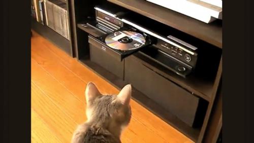 DVDレコーダーを見つめる猫