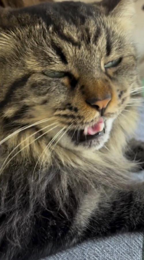 小さな声で飼い主に鳴き声をあげる猫