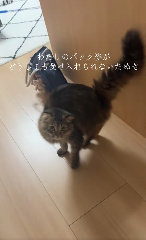 背中を丸めてカメラを上目遣いで見つめる猫（尻尾上げ）