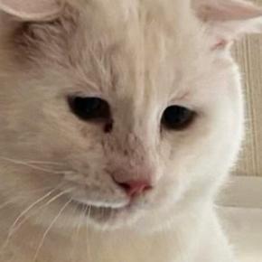 元野良猫を『動物病院』に連れて行こうとした結果→キャリーへの移動に失敗して…思わず笑ってしまう光景に「必死なのが伝わるｗ」「可愛いｗ」