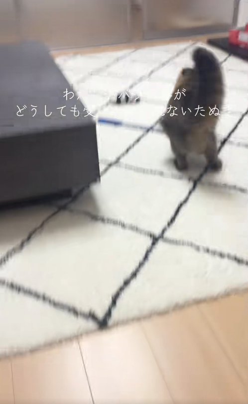 ガラス戸に向かって走っている猫の後ろ姿
