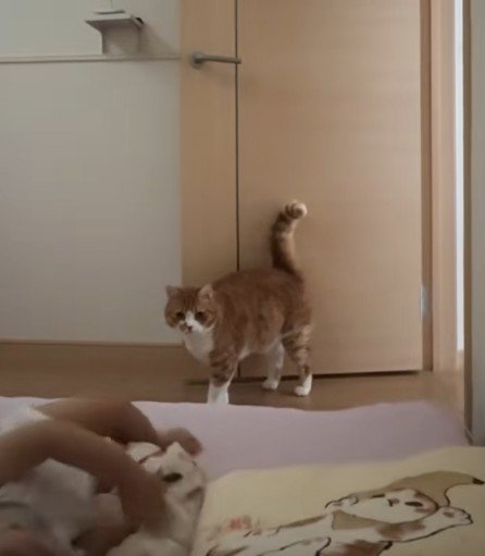 ベッドに向かう男の子