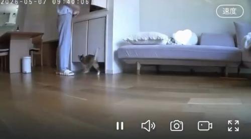 歩く猫