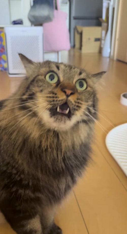 飼い主の手を見て口を開く猫