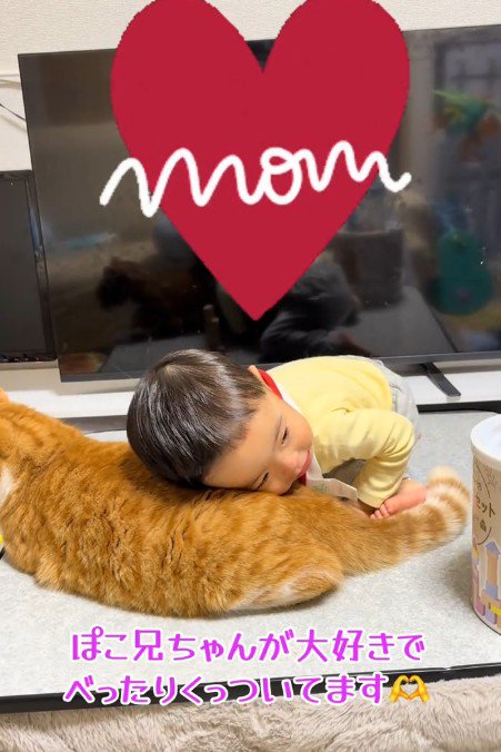 猫をほおずりする男の子